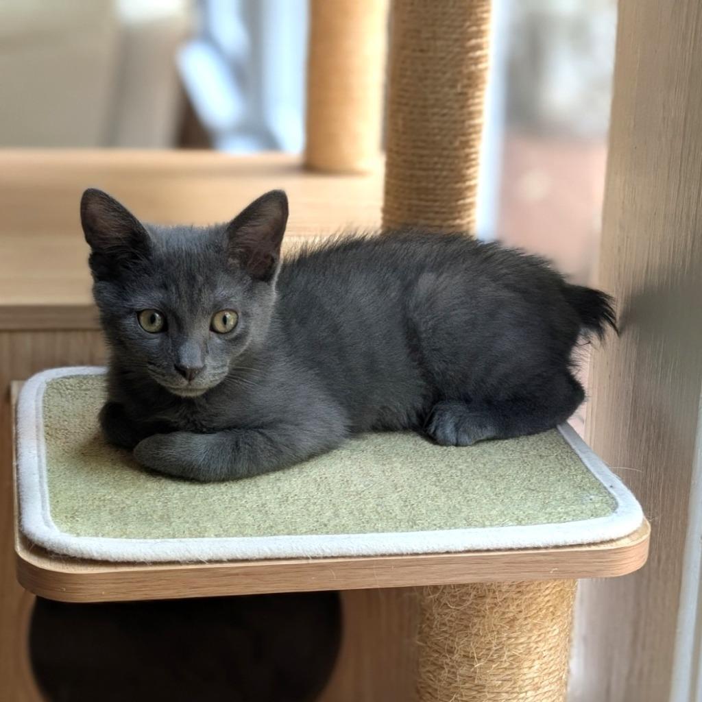 Enlarge Macaroon26, a Adoptable mixed breed in Youngsville, NC image 3/4