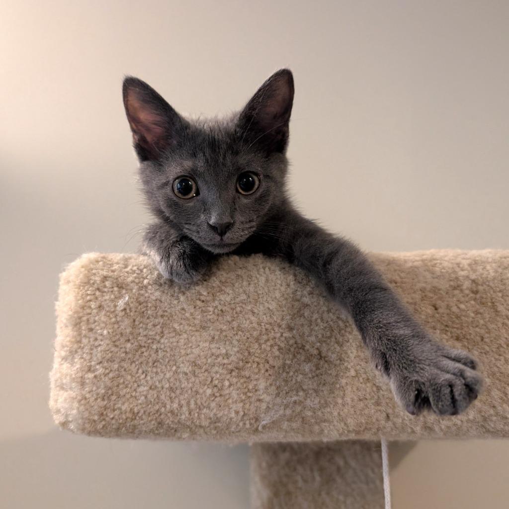 Enlarge Macaroon26, a Adoptable mixed breed in Youngsville, NC image 4/4