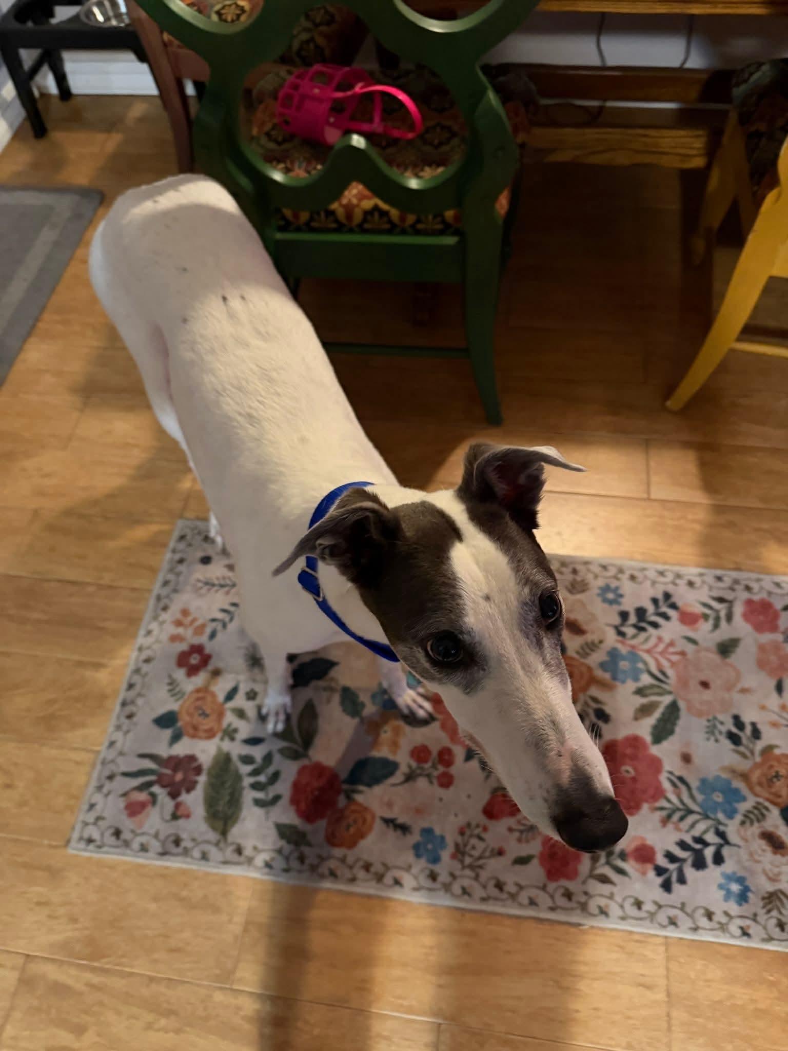 Enlarge Trinity, a Adoptable Greyhound in Tarpon Springs, FL image 1/6