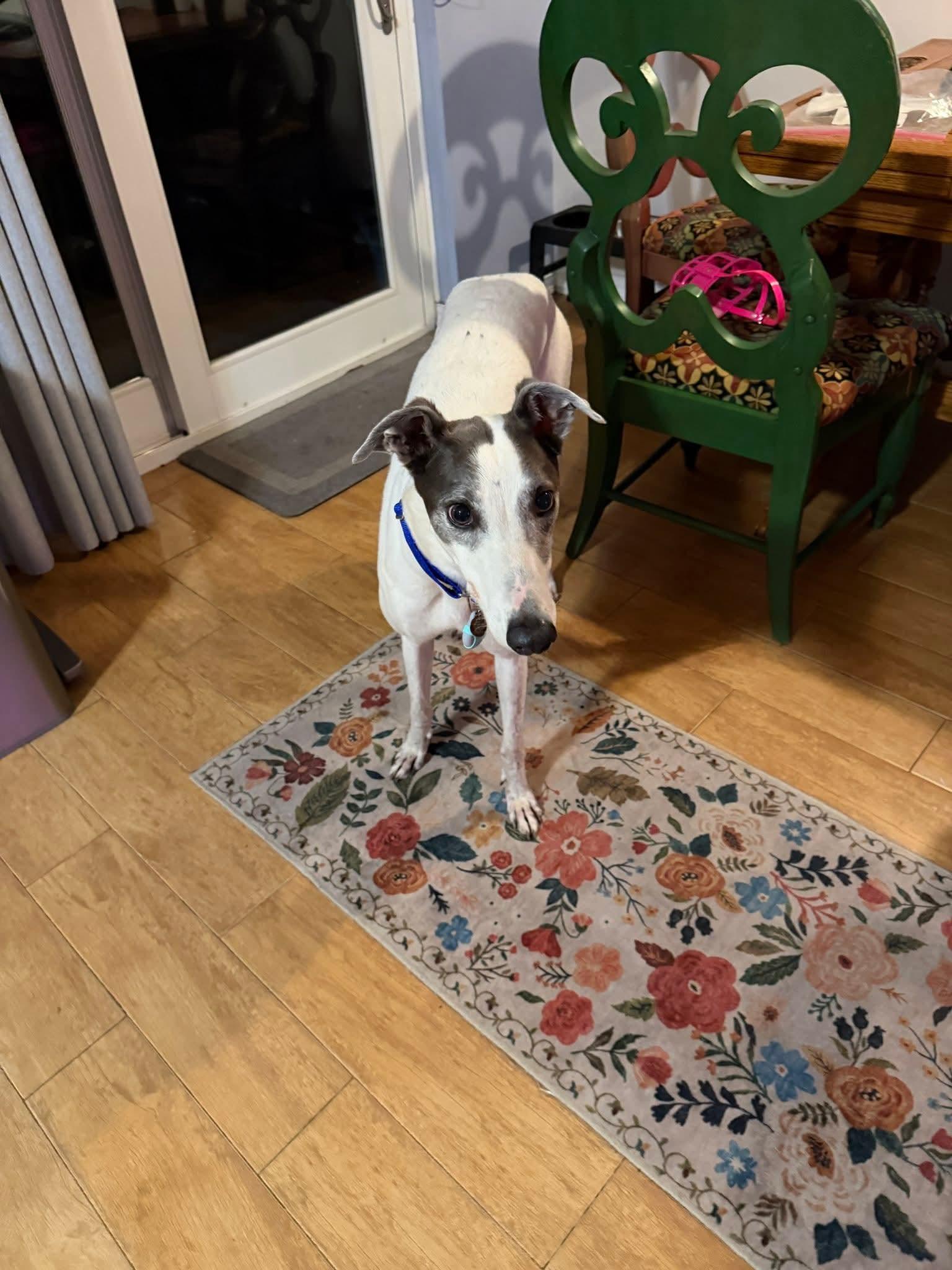 Enlarge Trinity, a Adoptable Greyhound in Tarpon Springs, FL image 2/6