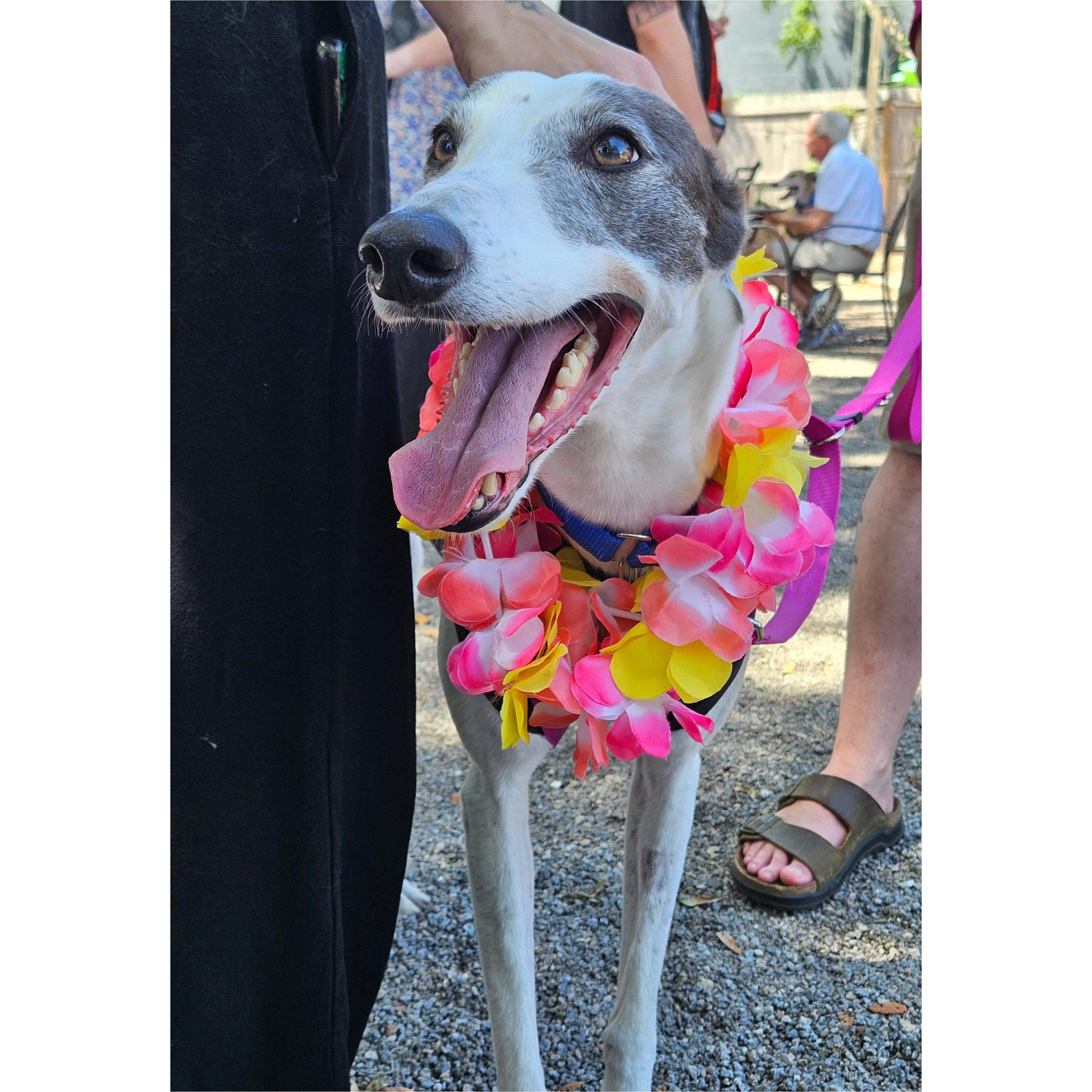 Enlarge Trinity, a Adopted Greyhound in Tarpon Springs, FL image 3/6