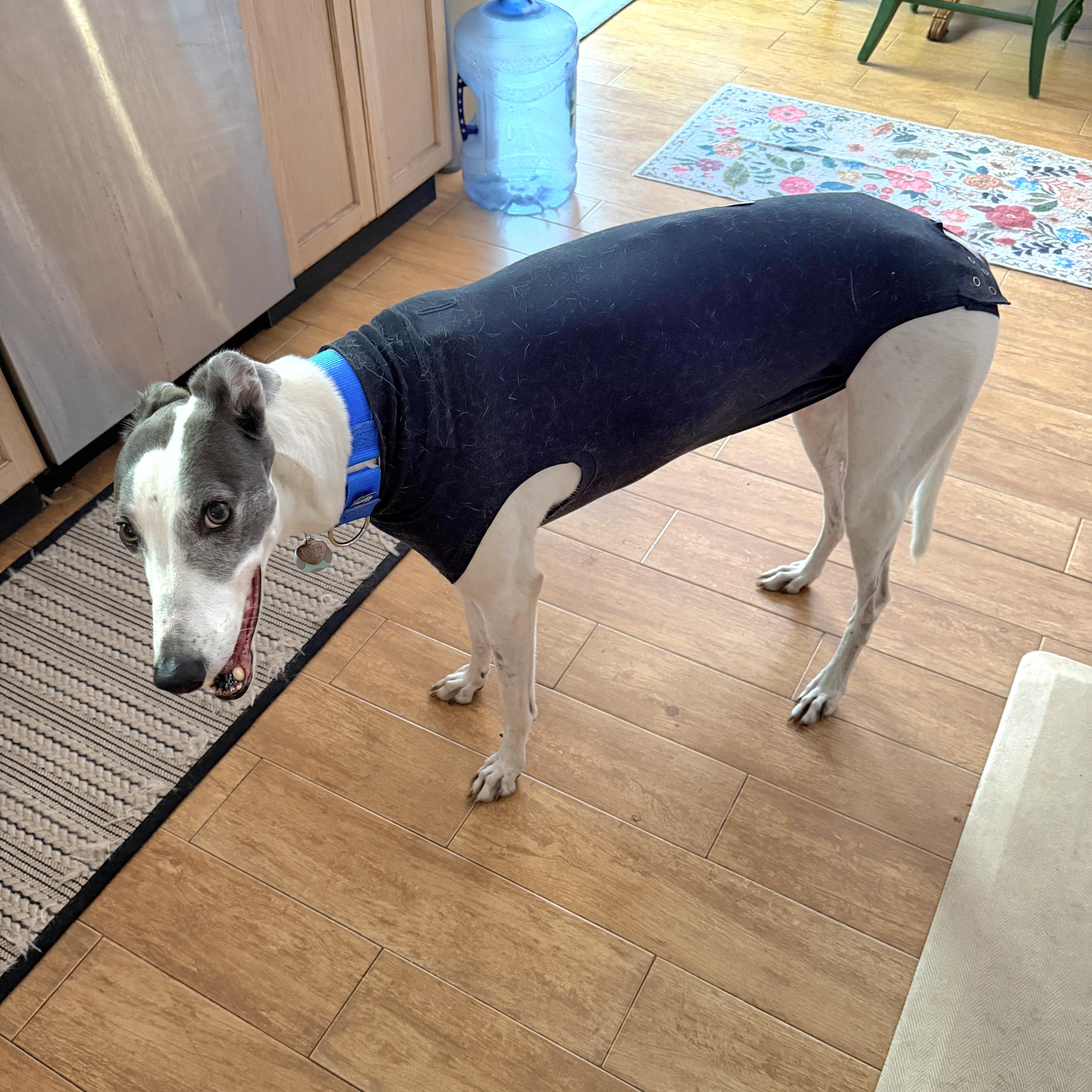 Enlarge Trinity, a Adoptable Greyhound in Tarpon Springs, FL image 3/6