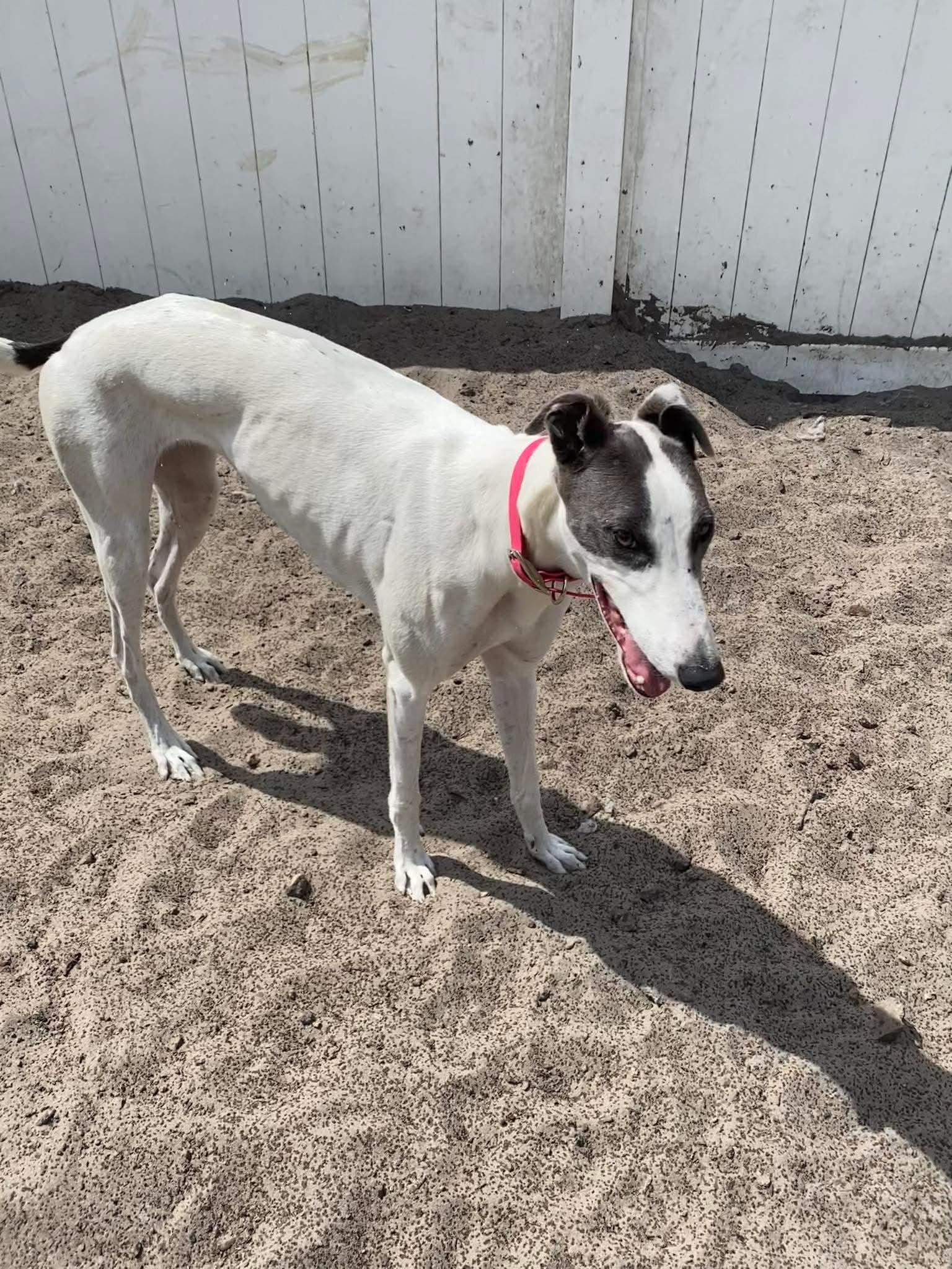 Enlarge Trinity, a Adoptable Greyhound in Tarpon Springs, FL image 4/6