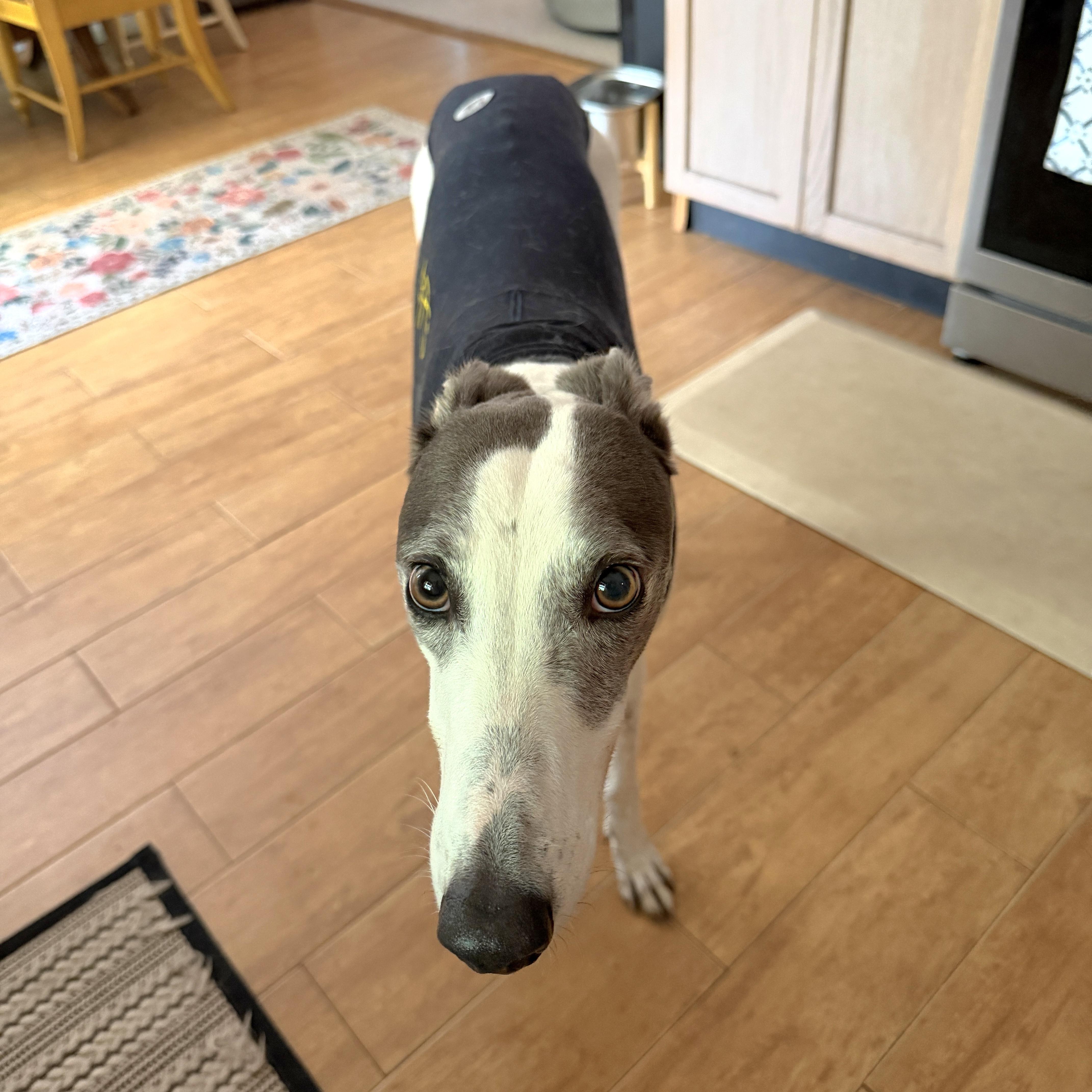 Enlarge Trinity, a Adoptable Greyhound in Tarpon Springs, FL image 5/6