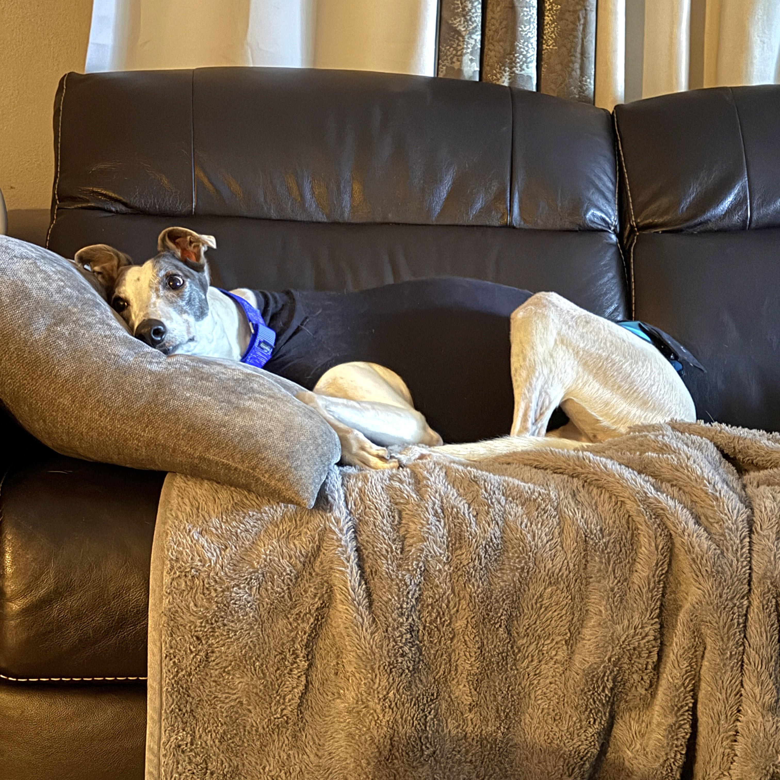 Enlarge Trinity, a Adoptable Greyhound in Tarpon Springs, FL image 6/6