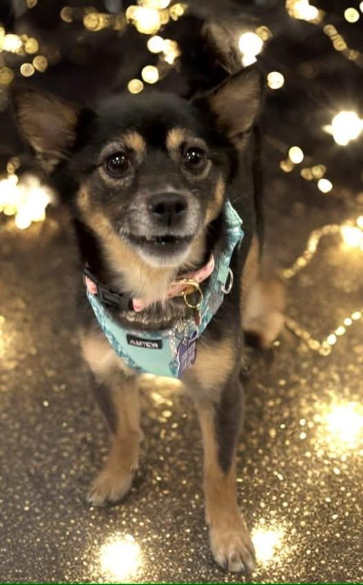 Malibu, ADOPTABLE, Adult Female Shiba Inu.