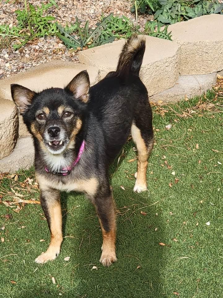 Enlarge Malibu, a ADOPTABLE mixed breed in Las Vegas, NV image 2/6