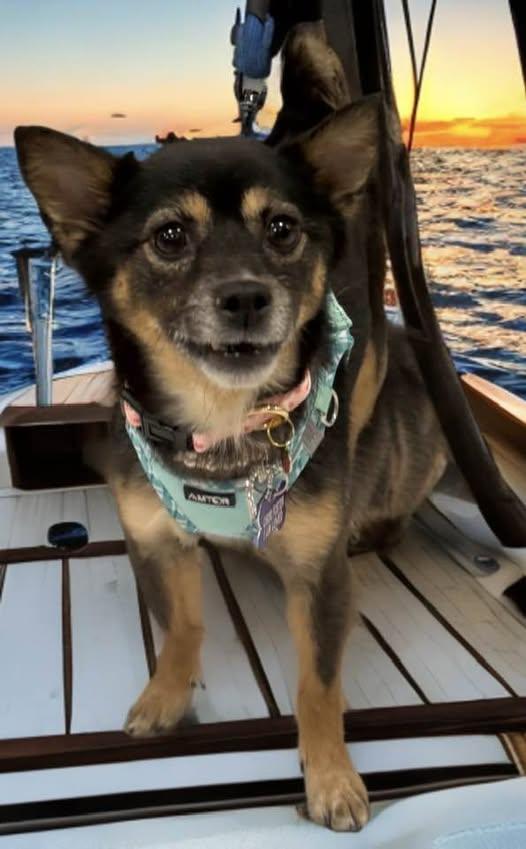 Enlarge Malibu, a ADOPTABLE mixed breed in Las Vegas, NV image 6/6