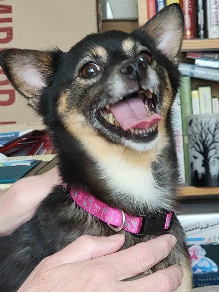 Enlarge Malibu, a ADOPTABLE mixed breed in Las Vegas, NV image 3/6