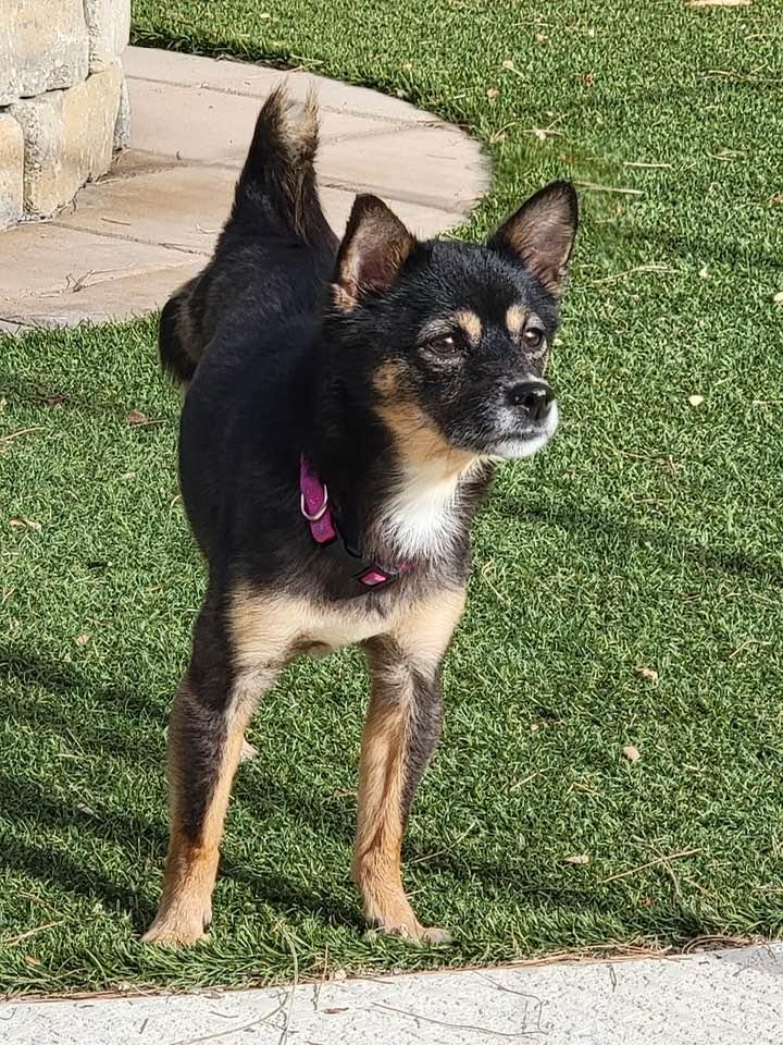 Enlarge Malibu, a ADOPTABLE mixed breed in Las Vegas, NV image 4/6