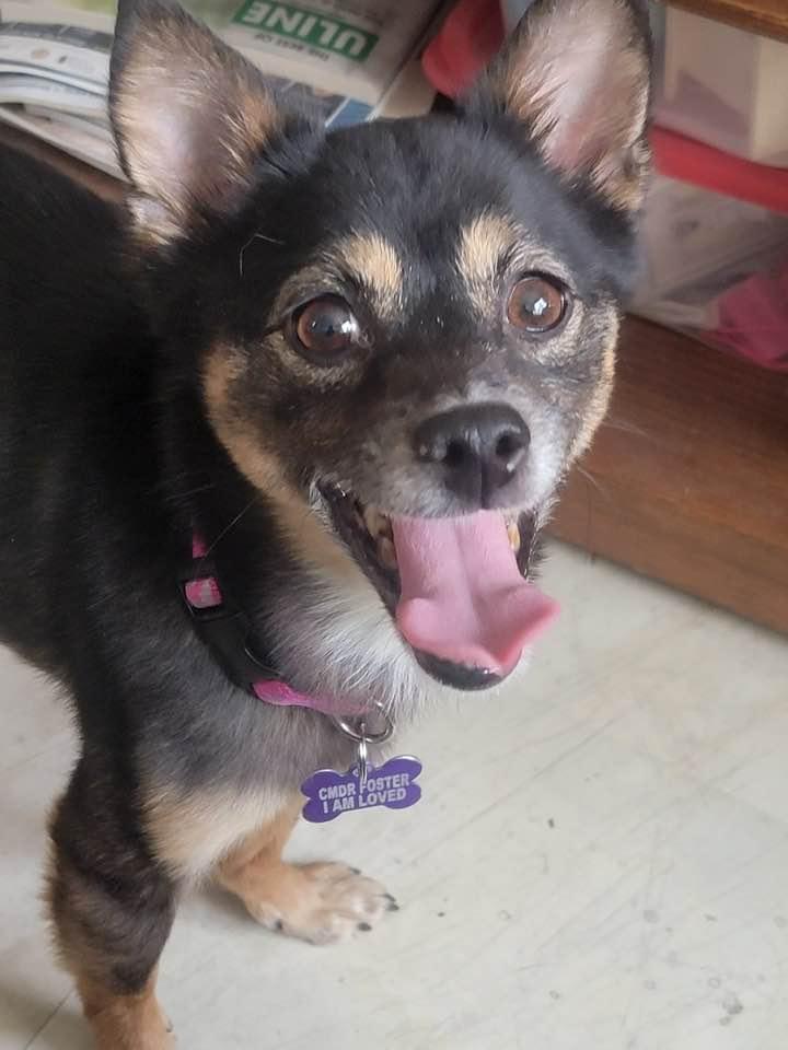 Enlarge Malibu, a ADOPTABLE mixed breed in Las Vegas, NV image 5/6