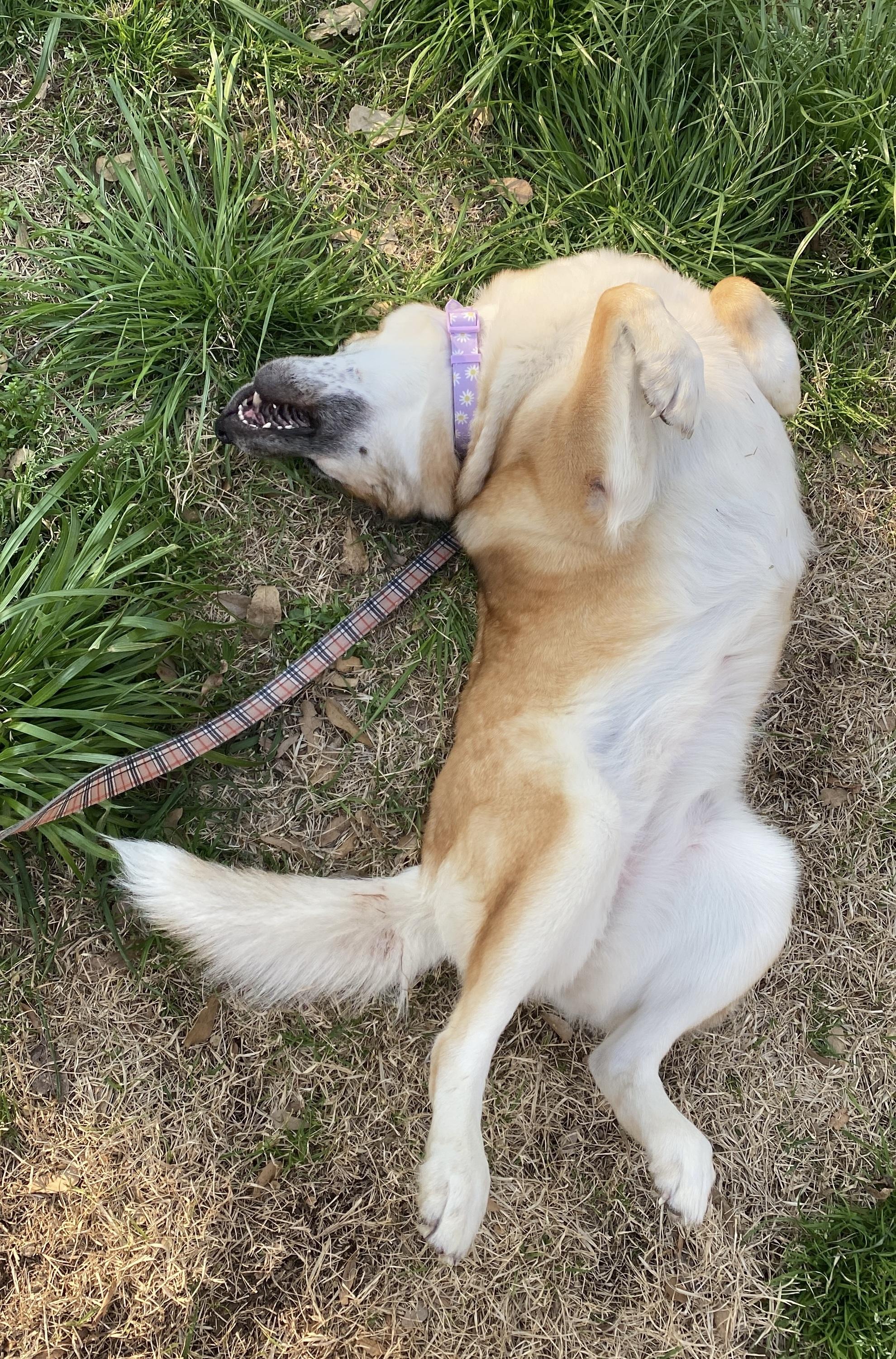 Maisie, a ADOPTABLE mixed breed in Memphis, TN image 3/4