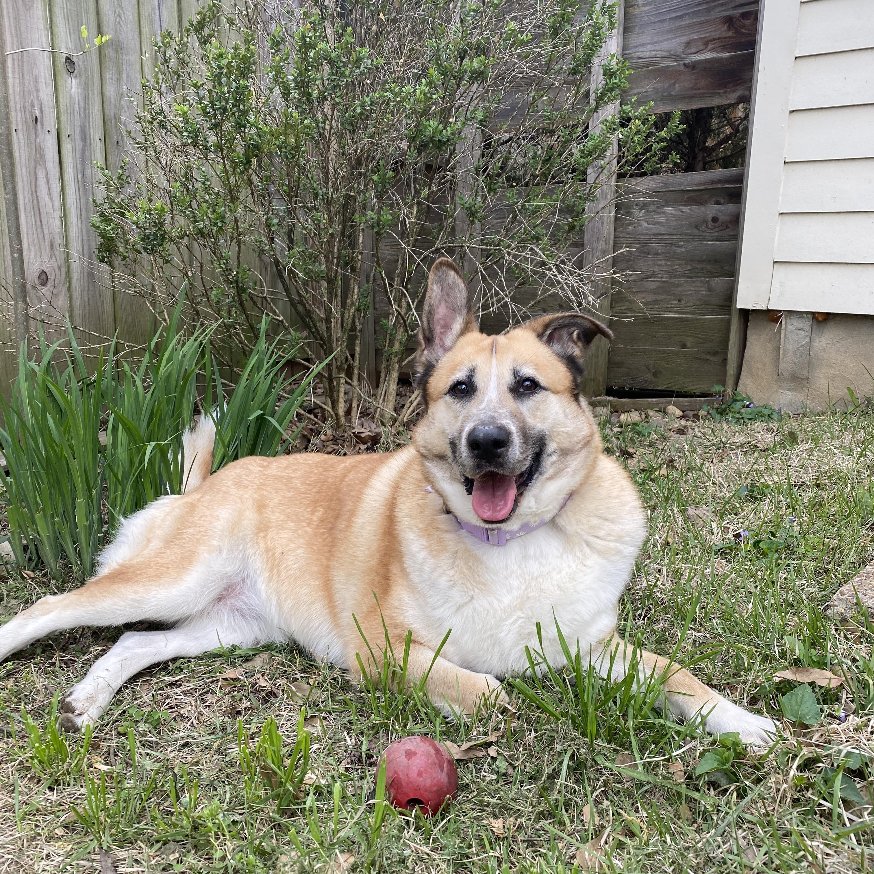 Enlarge Maisie, a ADOPTABLE mixed breed in Memphis, TN image 1/5