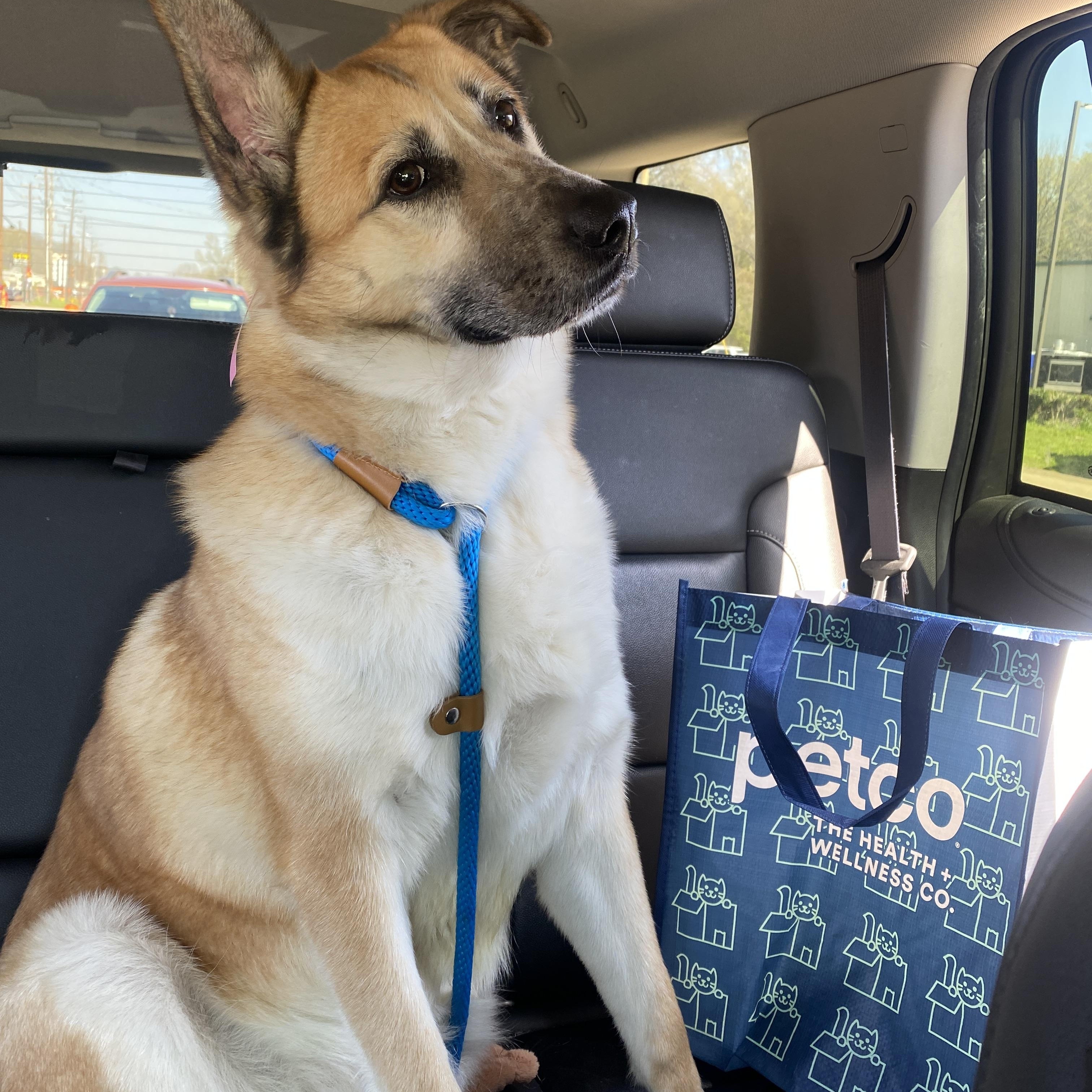 Maisie, a ADOPTABLE mixed breed in Memphis, TN image 2/4