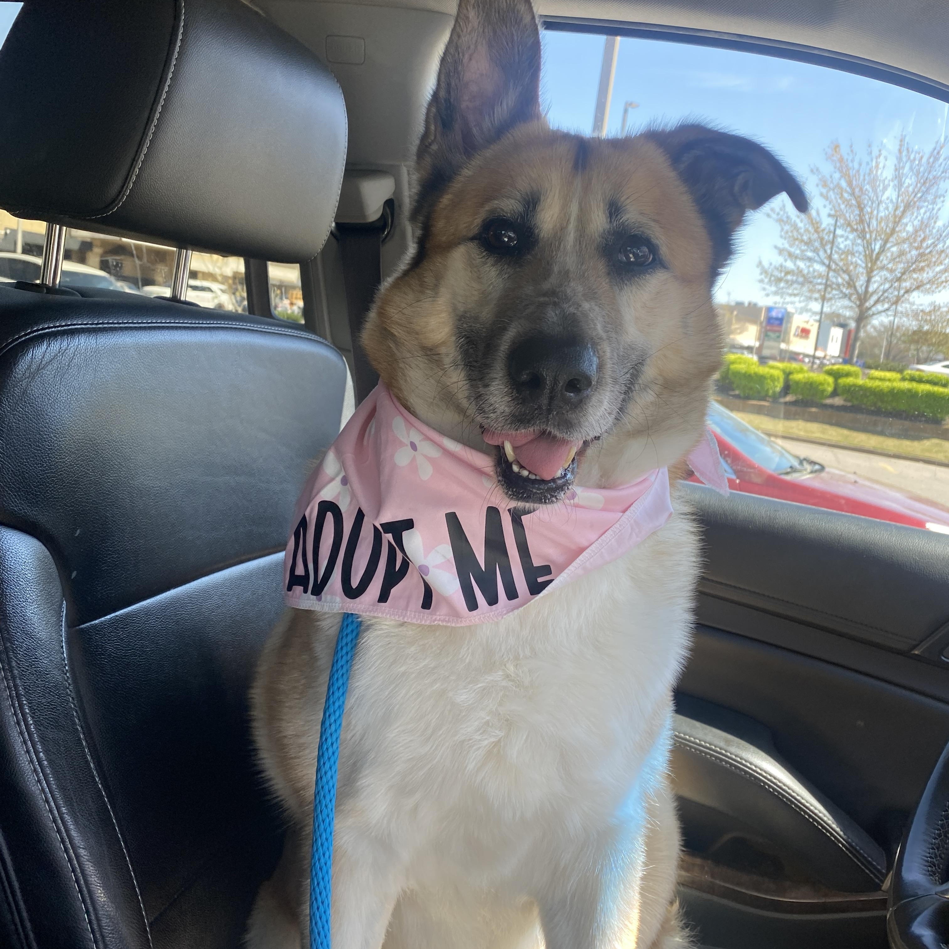 Maisie, a ADOPTABLE mixed breed in Memphis, TN image 1/4