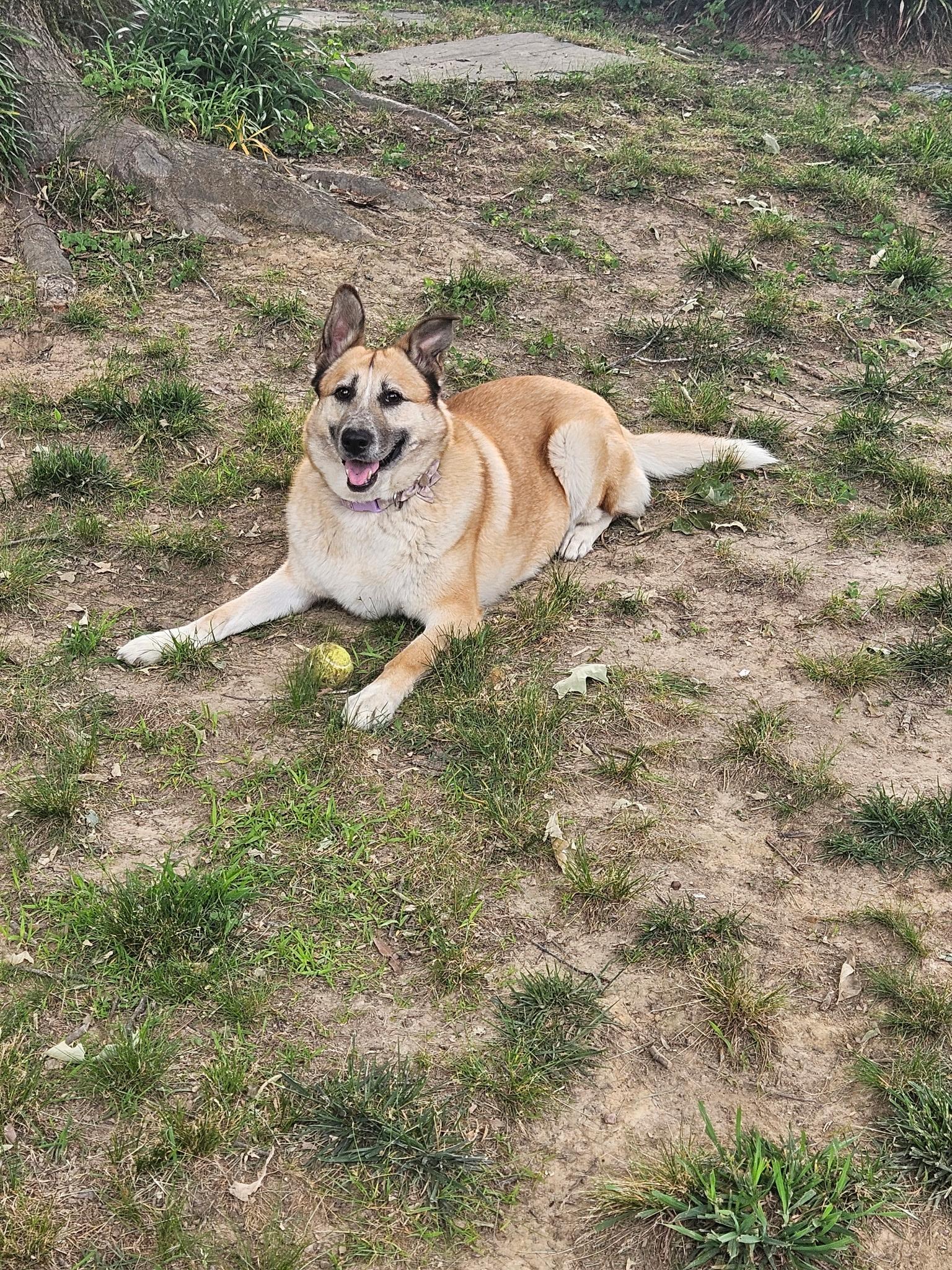 Enlarge Maisie, a ADOPTABLE mixed breed in Memphis, TN image 5/5
