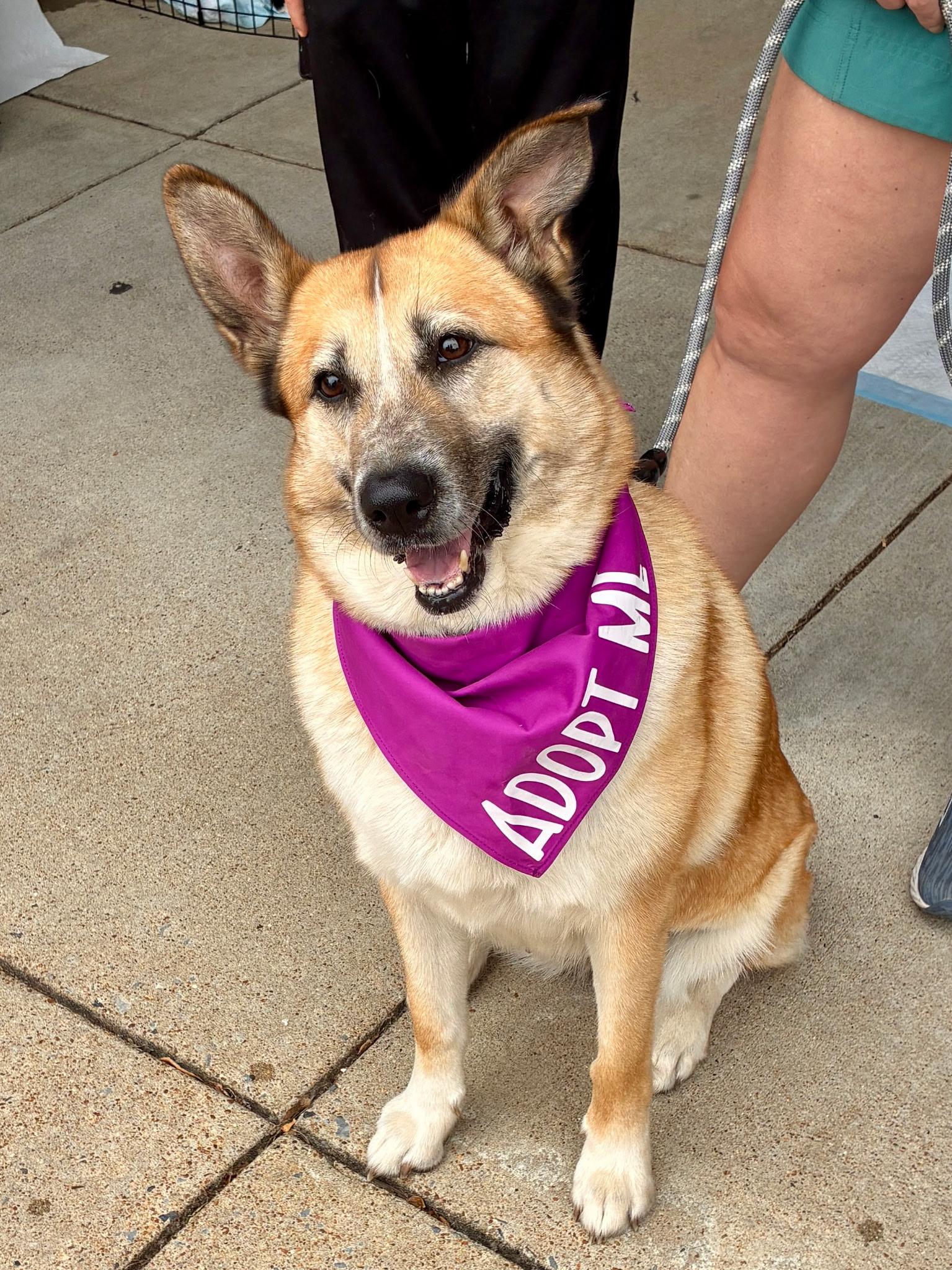 Enlarge Maisie, a ADOPTABLE mixed breed in Memphis, TN image 2/5