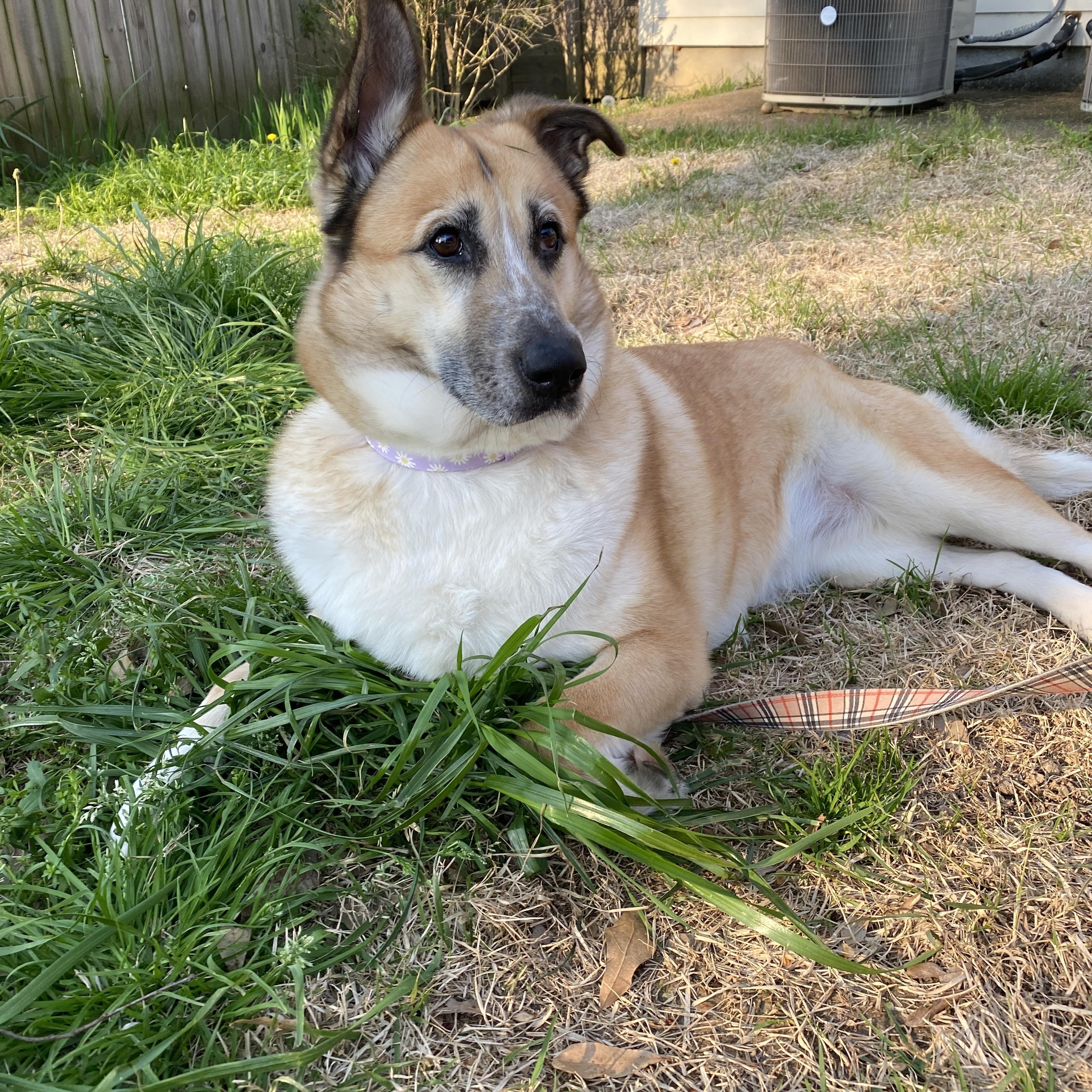 Maisie, a ADOPTABLE mixed breed in Memphis, TN image 4/4