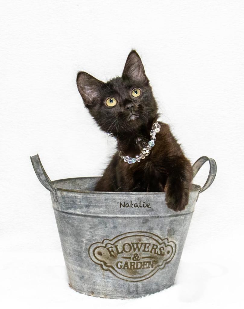 Natalie, Adoptable, Kitten Female Domestic Medium Hair.