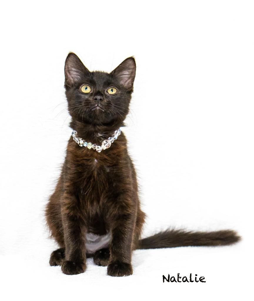 Enlarge Natalie, a Adoptable mixed breed in Hot Springs Village, AR image 2/2