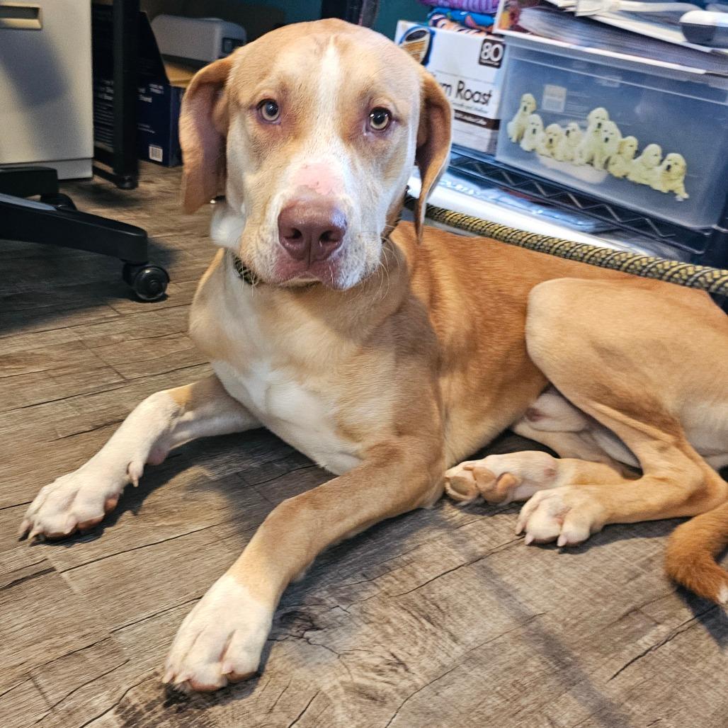 Charlie, Adoptable, Adult Male Yellow Labrador Retriever.