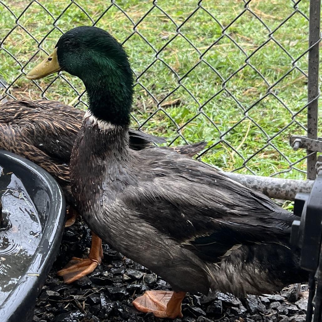 Enlarge River, a Adoptable Duck in Quakertown, PA image 1/1