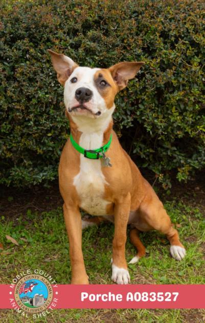 Enlarge PORCHE, a Adoptable mixed breed in Mobile, AL image 1/1