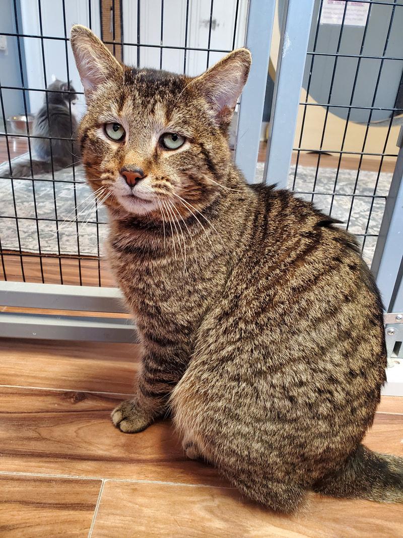 Enlarge Churro, an adopted Domestic Short Hair in Kalamazoo, MI image 1/1