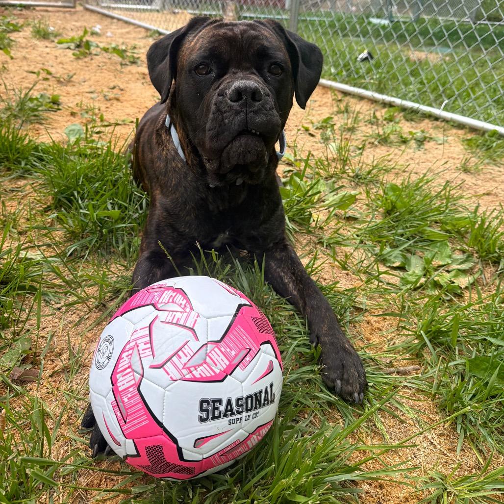 Oakley, a Adoptable Cane Corso in Fairmont, WV image 1/6
