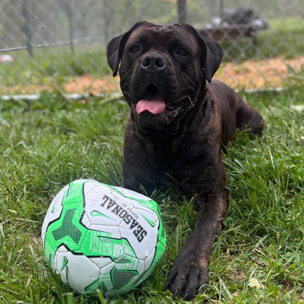 Oakley, a Adoptable Cane Corso in Fairmont, WV image 2/6