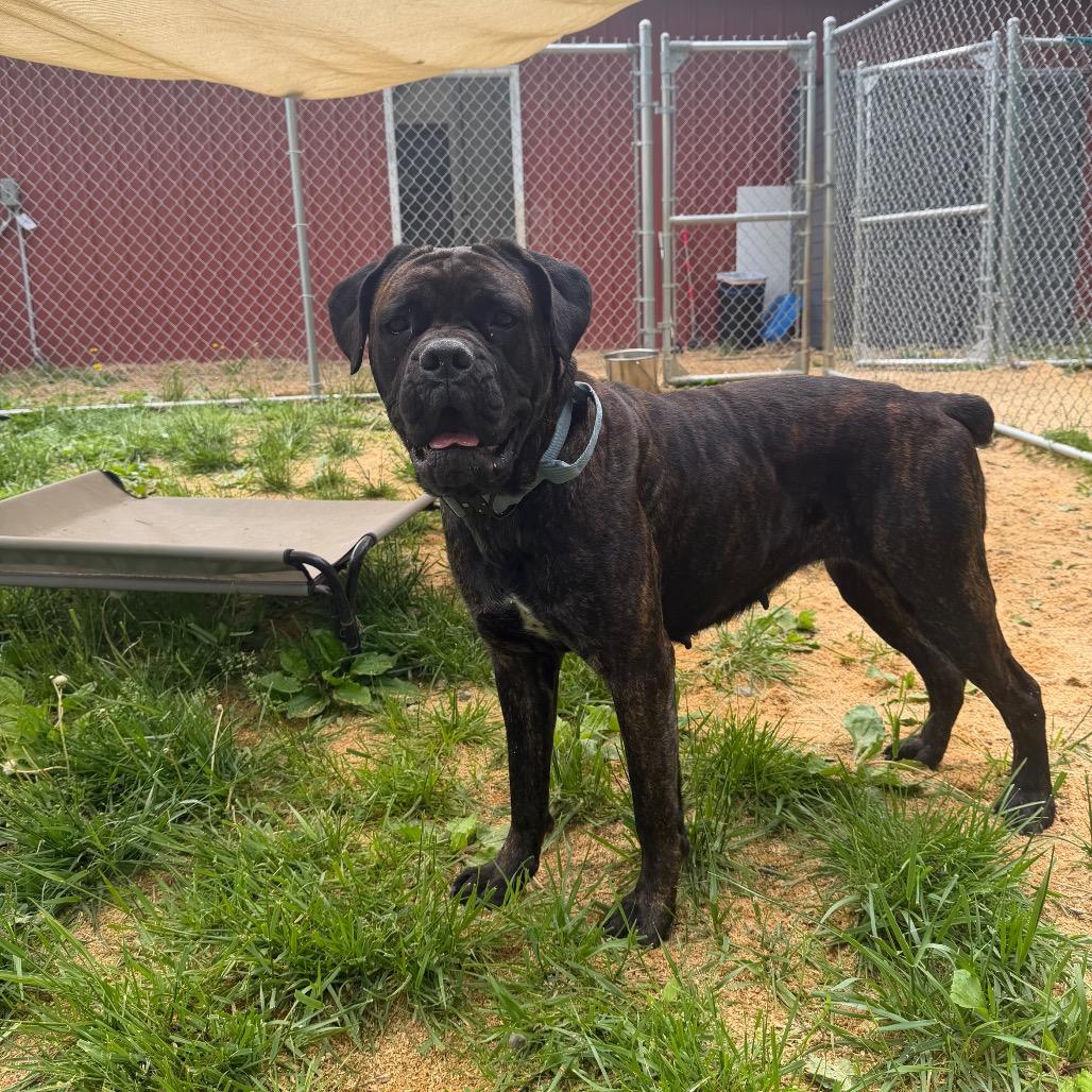 Oakley, a Adoptable Cane Corso in Fairmont, WV image 3/6