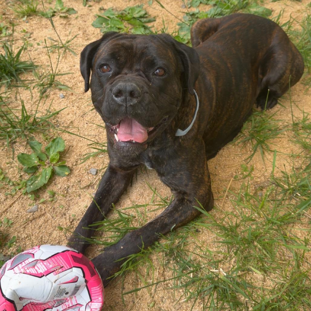 Oakley, a Adoptable Cane Corso in Fairmont, WV image 4/6