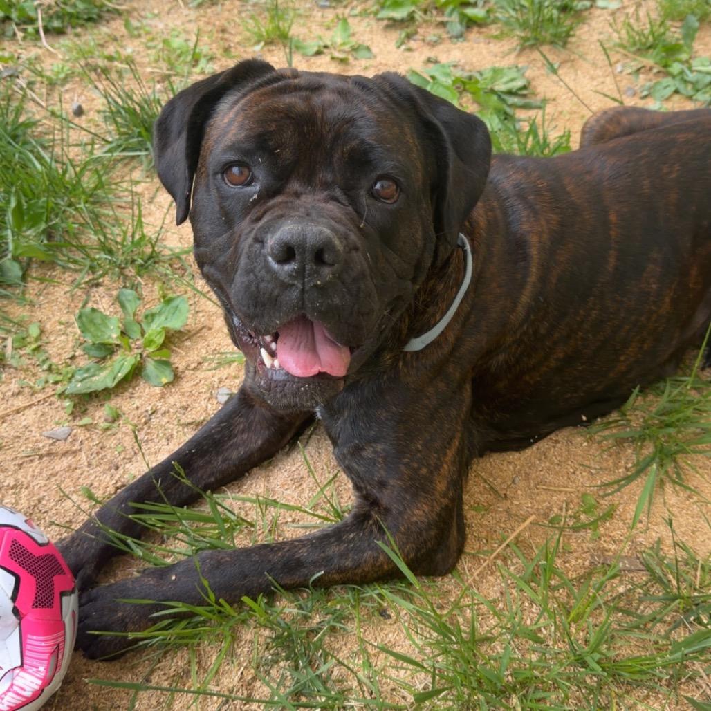 Oakley, a Adoptable Cane Corso in Fairmont, WV image 5/6