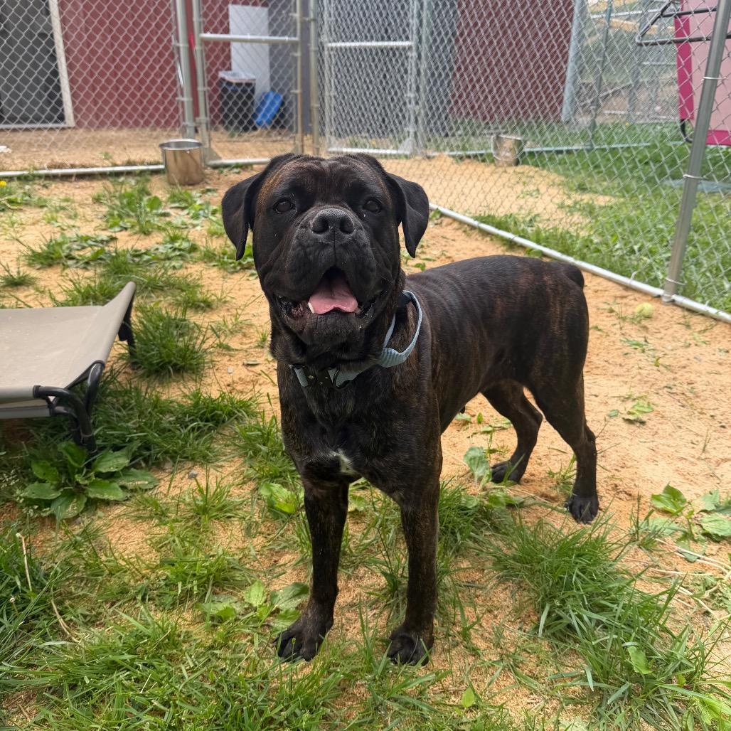 Oakley, a Adoptable Cane Corso in Fairmont, WV image 6/6