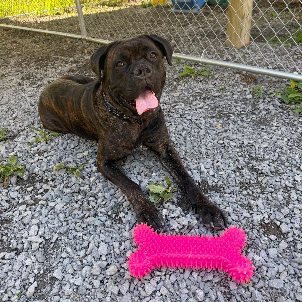 Enlarge Oakley, a Adoptable Cane Corso in Fairmont, WV image 6/6