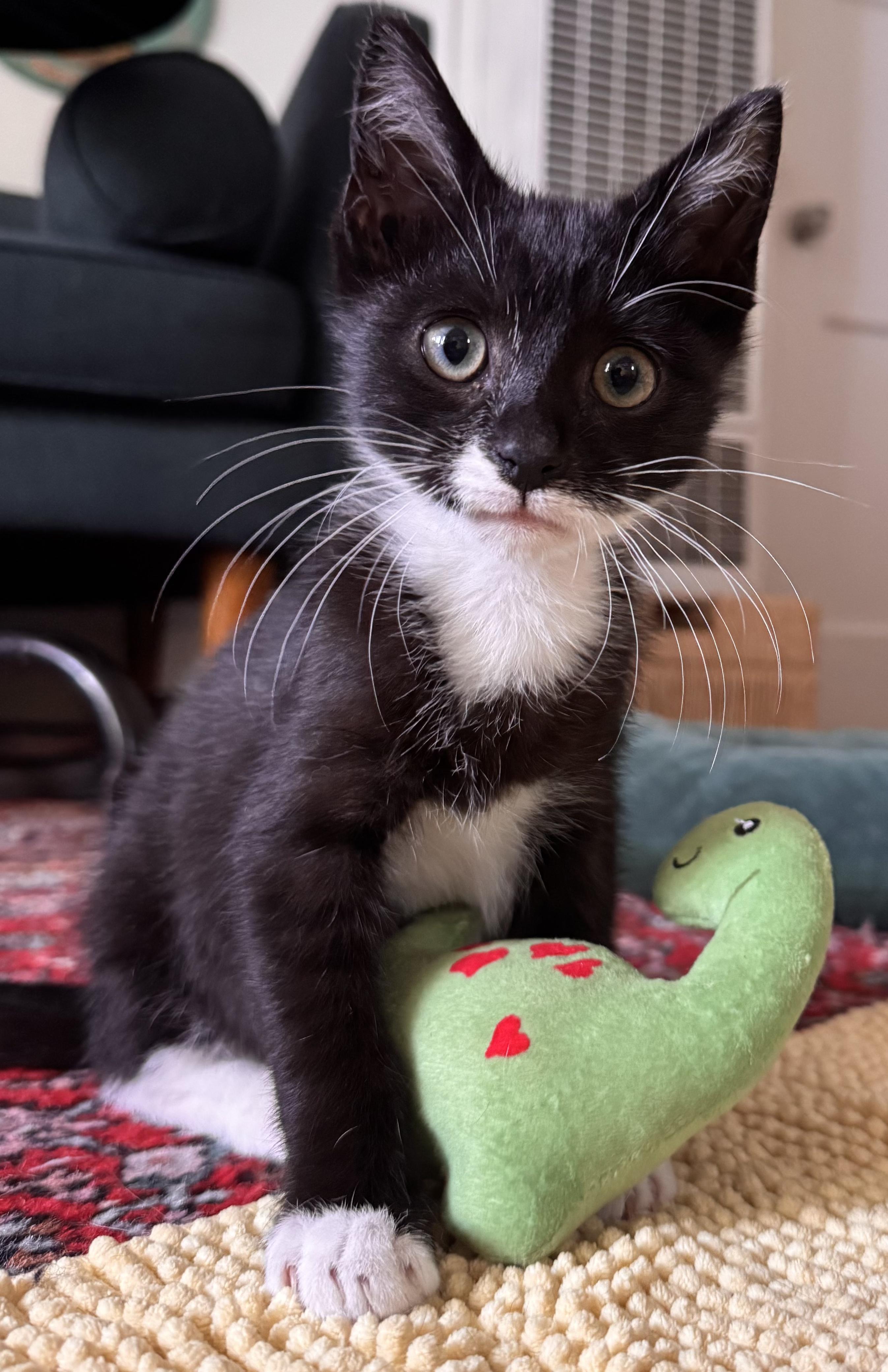 Enlarge Ernie, a Adoptable Tuxedo in Pasadena, CA image 1/3