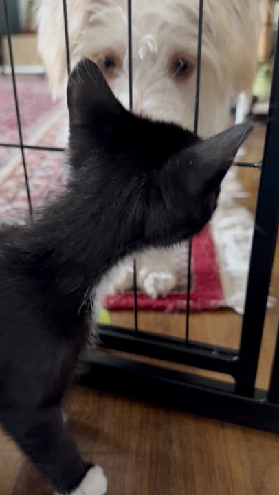 Enlarge Ernie, a Adoptable Tuxedo in Pasadena, CA video 3/3