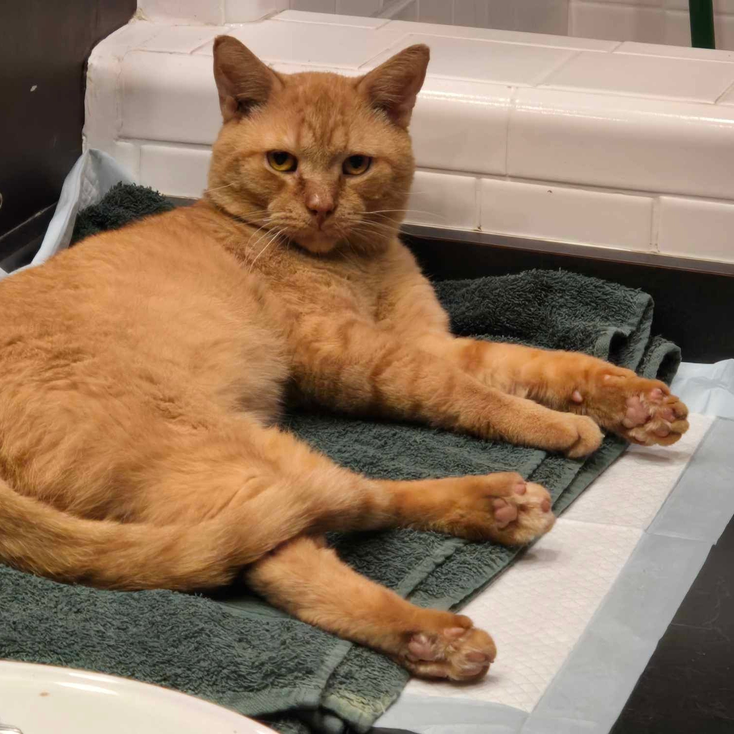 Cheetoes KB 0520, Adoptable, Adult Male Domestic Short Hair.