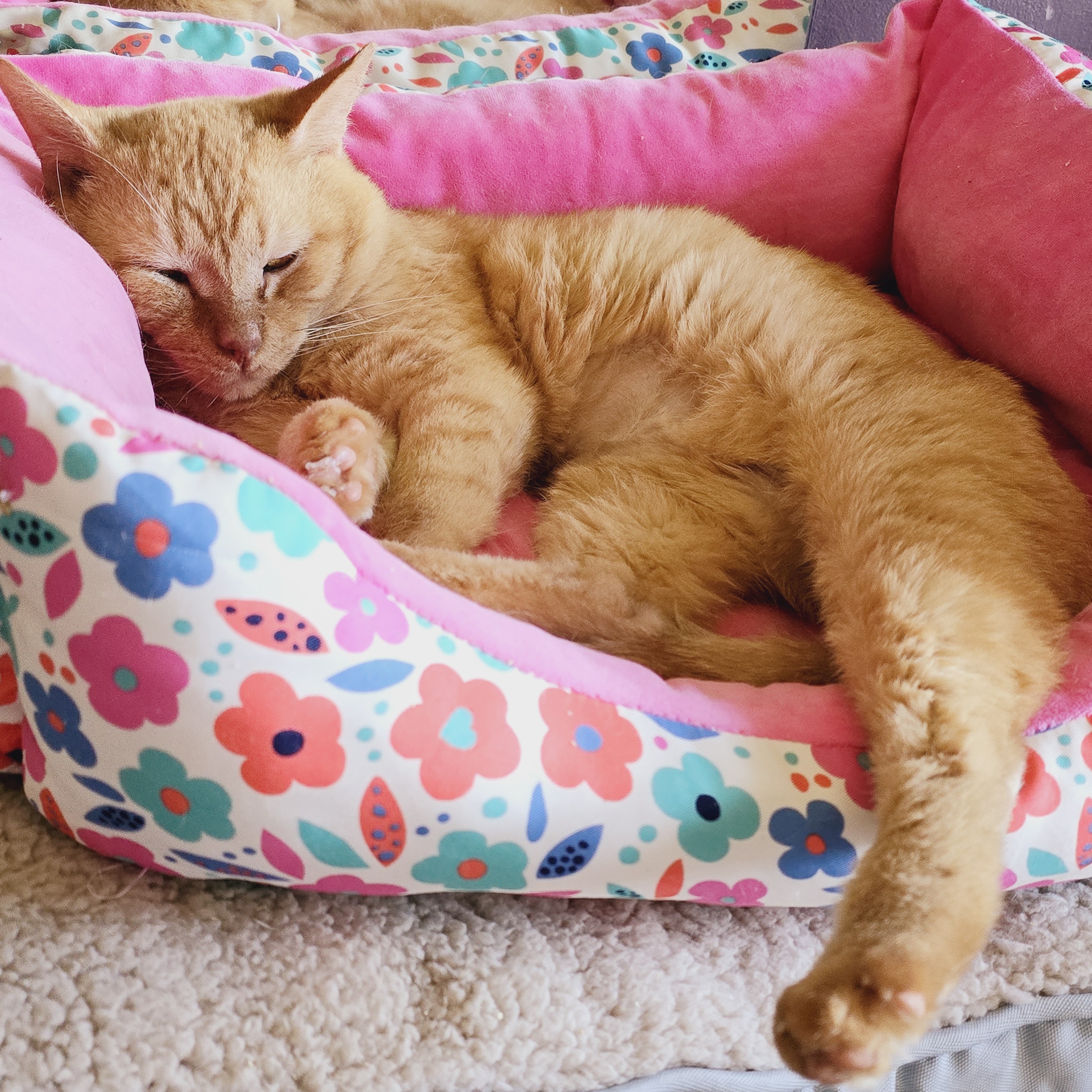 Cheetoes KB 0520, Adoptable, Adult Male Domestic Short Hair.