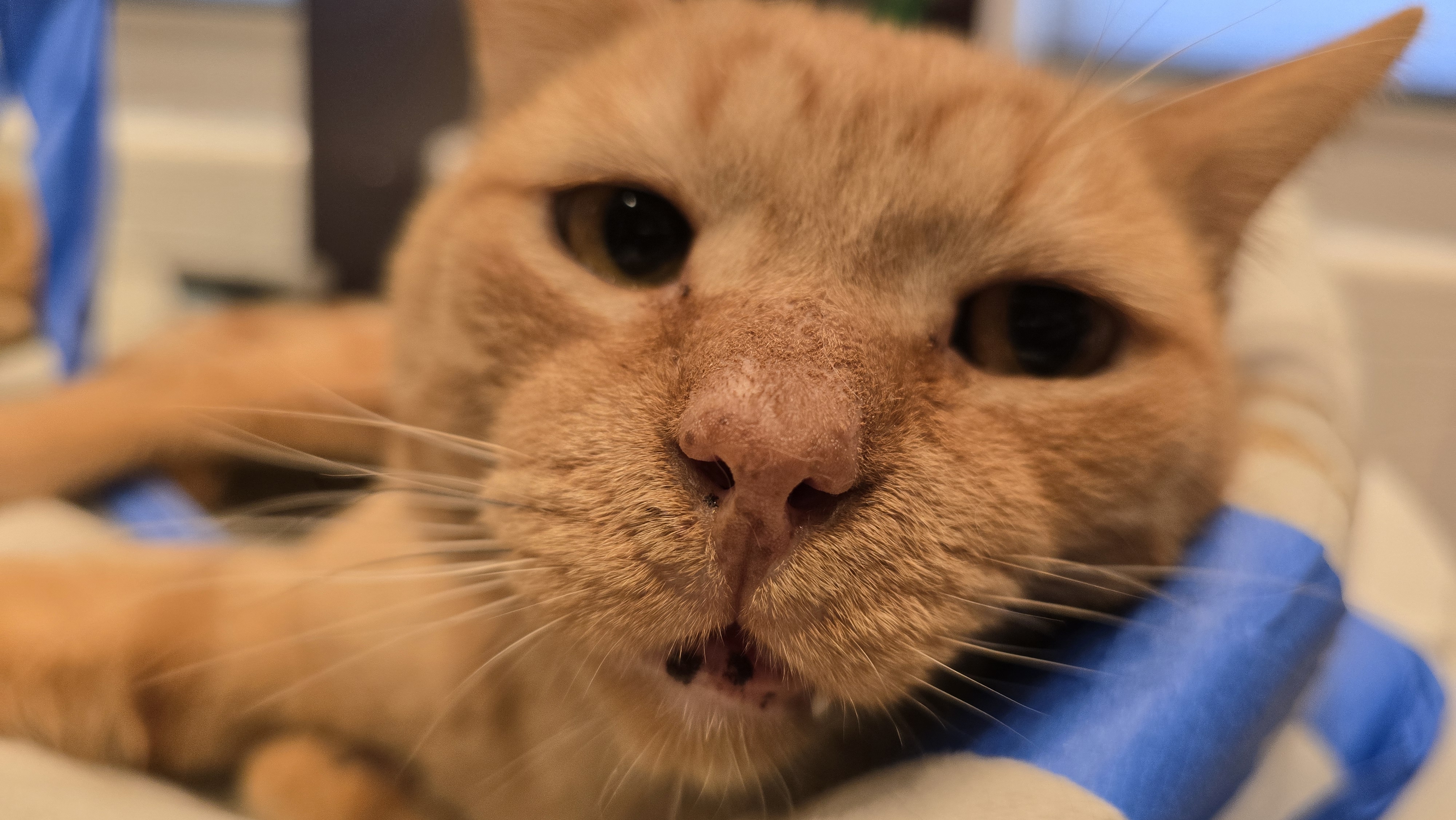 Cheetoes KB 0520, a Adoptable Domestic Short Hair in West Bloomfield, MI image 3/3