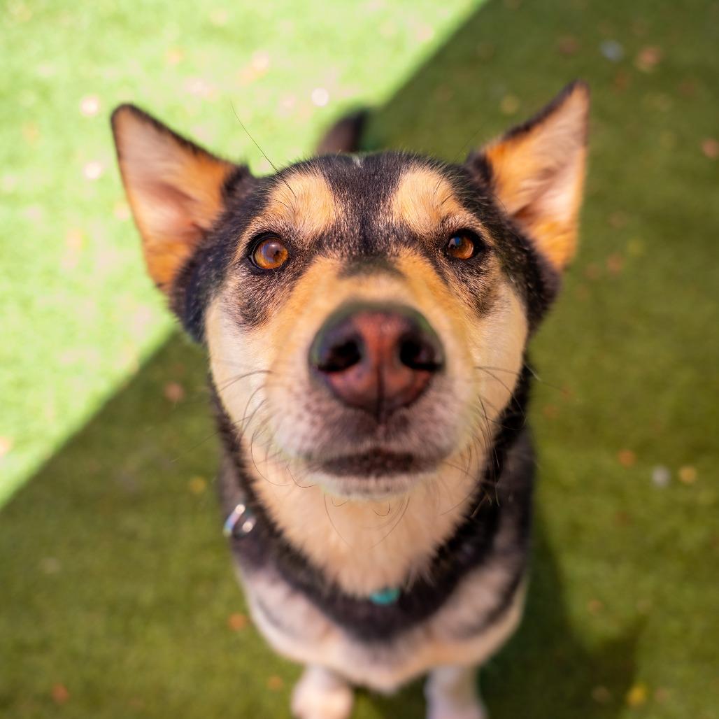 Maxx, Adoptable, Adult Male Husky & Rottweiler.