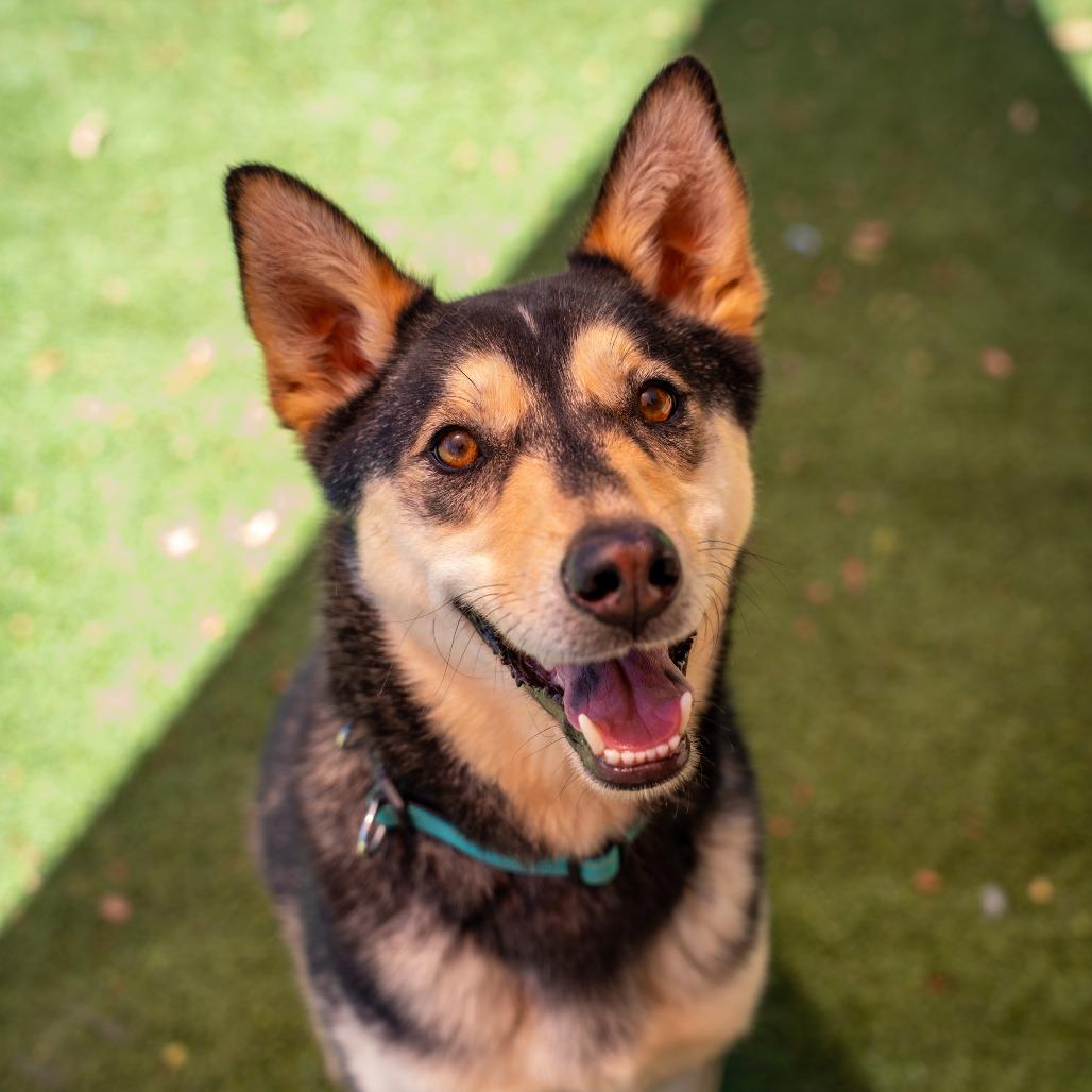 Maxx, a Adoptable mixed breed in Gainesville, GA image 2/6