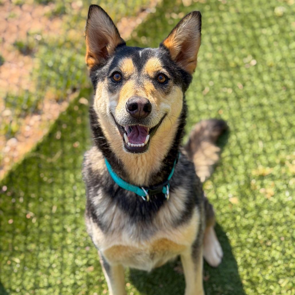 Enlarge Maxx, a Adoptable mixed breed in Gainesville, GA image 1/3
