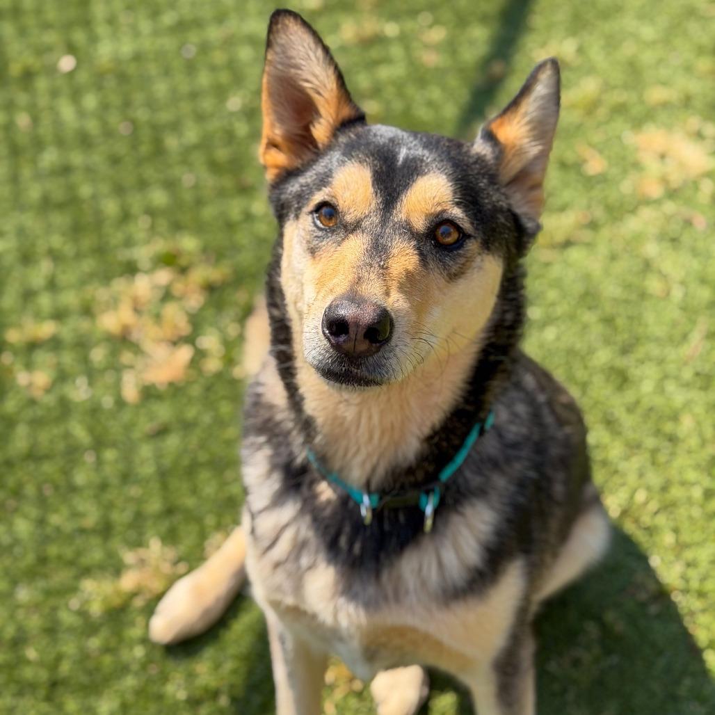 Enlarge Maxx, a Adoptable mixed breed in Gainesville, GA image 2/3