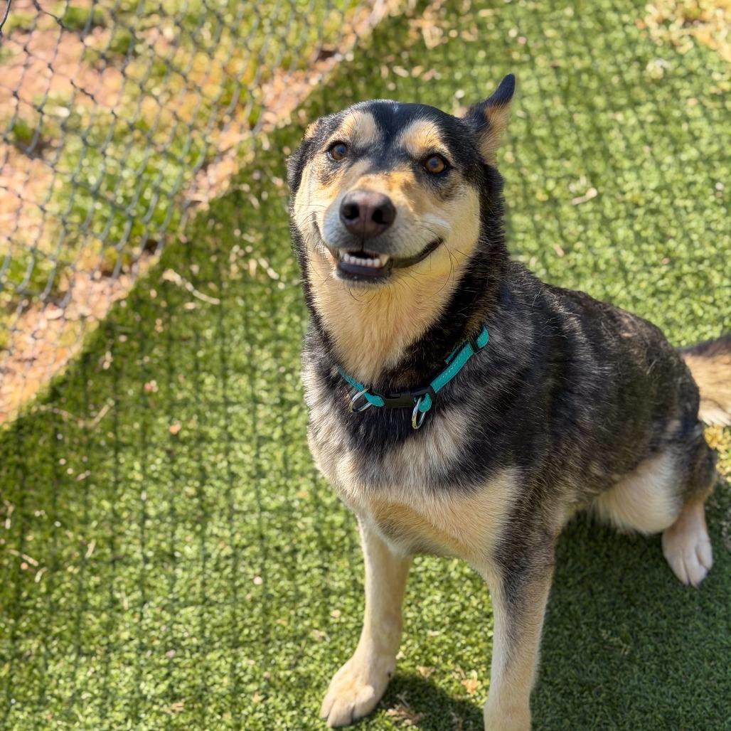 Enlarge Maxx, a Adoptable mixed breed in Gainesville, GA image 3/3