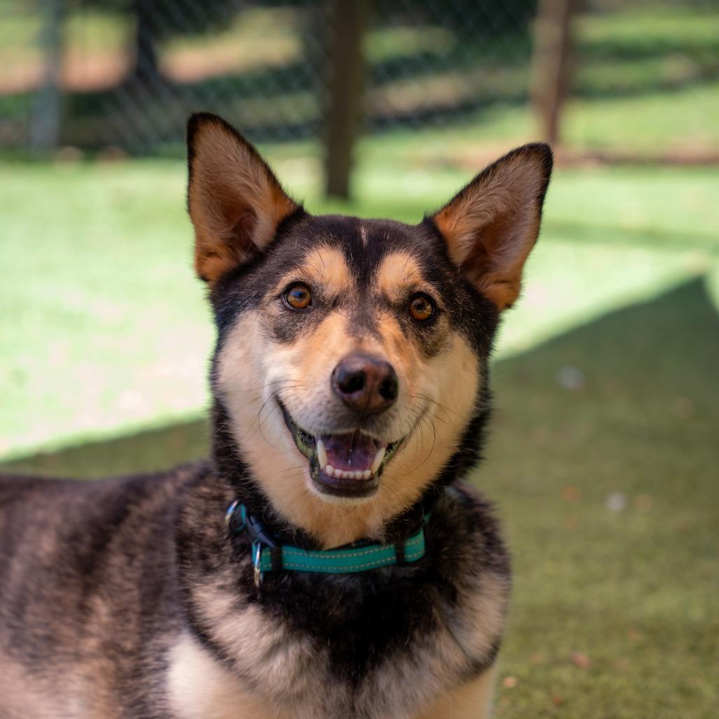 Maxx, a Adoptable mixed breed in Gainesville, GA image 6/6