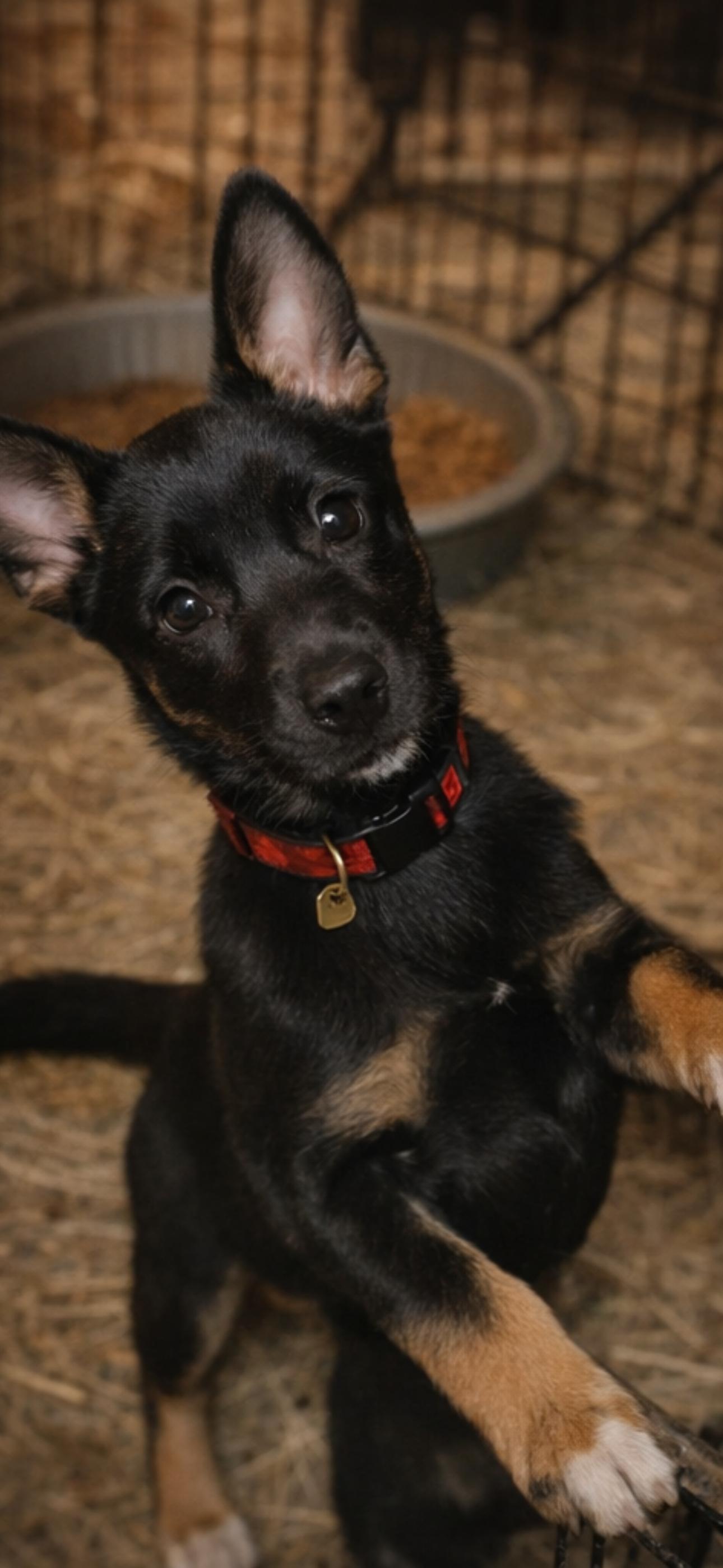 DRACO , ADOPTABLE, Puppy Male Australian Kelpie.