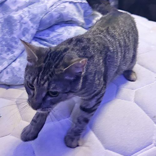 Mickey, Adoptable, Young Female Domestic Short Hair.