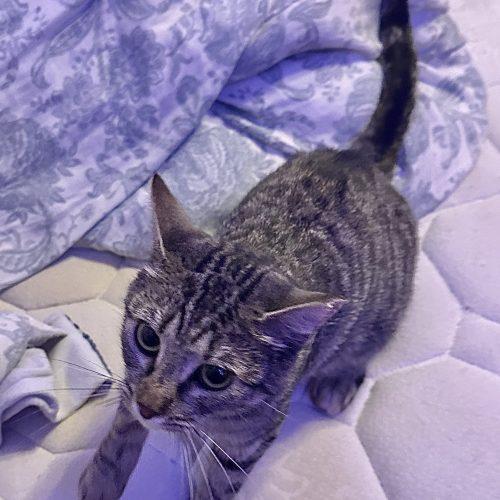 Enlarge Mickey, a Adoptable Domestic Short Hair in Seven Valleys, PA image 2/2