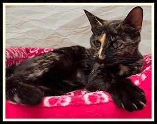 AMELIA, Adoptable, Young Female Domestic Short Hair.